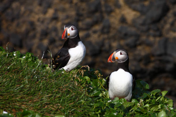 istock Papageitaucher / Atlantic puffin / Fratercula arctica 2205207702
