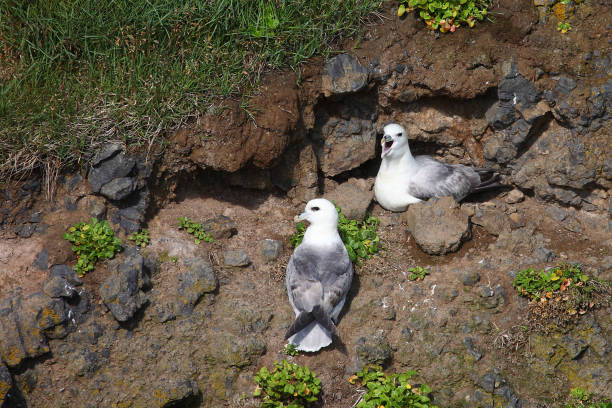 Eissturmvogel / Northern fulmar / Fulmarus glacialis