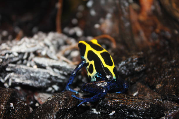 A dyeing poison dart frog (Dendrobates tinctorius), also known as the cobalt poison frog