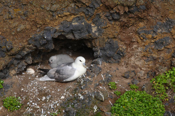 istock Eissturmvogel / Northern fulmar / Fulmarus glacialis 2205207737