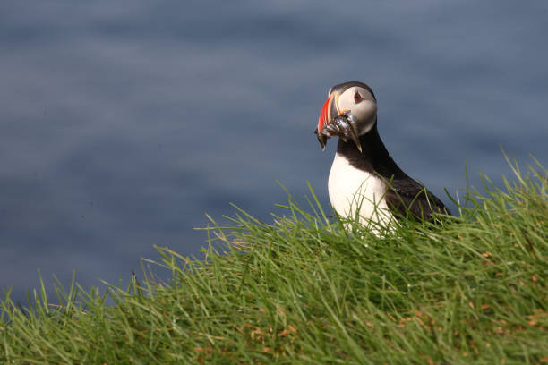 istock Papageitaucher / Atlantic puffin / Fratercula arctica 2205208117