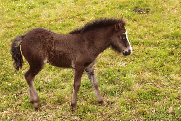 Asil Arabian foal (Asil means - this arabian horses are of pure egyptian descent) - about 4 weeks old. Isolated on white. 