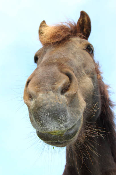 istock Islandpferd / Icelandic horse / Equus ferus caballus 2205208432