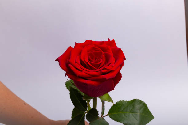 istock A red rose is the main focus of the image 2205209013