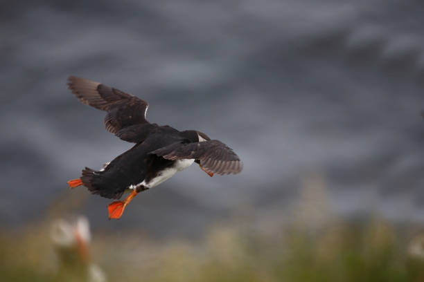 istock Papageitaucher / Atlantic puffin / Fratercula arctica 2205209069