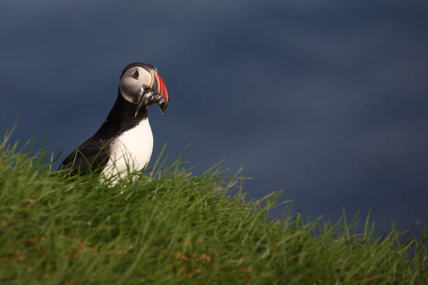 istock Papageitaucher / Atlantic puffin / Fratercula arctica 2205209178