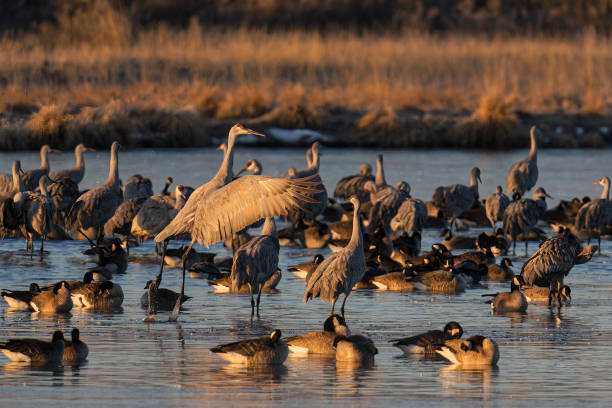 istock Migrating Greater Sandhill Cranes in Monte Vista, Colorado 2205210001