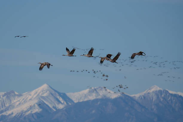 istock Migrating Greater Sandhill Cranes in Monte Vista, Colorado 2205210150