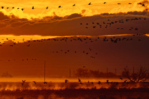 istock Migrating Greater Sandhill Cranes in Monte Vista, Colorado 2205210178