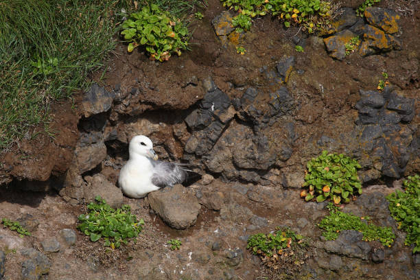Eissturmvogel / Northern fulmar / Fulmarus glacialis