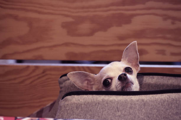 istock Iris the chihuahua sitting in a bag and being curious 2205212104
