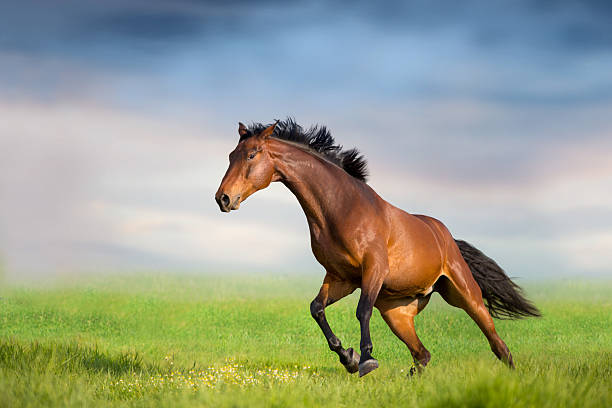 istock Horse run outdoor 2205213689