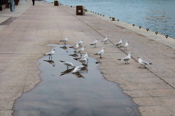 istock Seagulls at Dubai Creek 2205213817