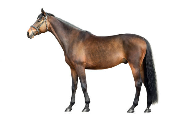 istock Horse stand isolated on white 2205213996