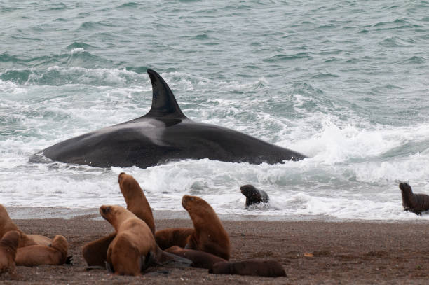 istock Orca hunting sea lions using the intentional stranding technique. 2205213997