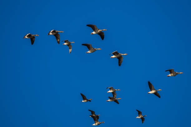 Wild geese flying in the blue sky