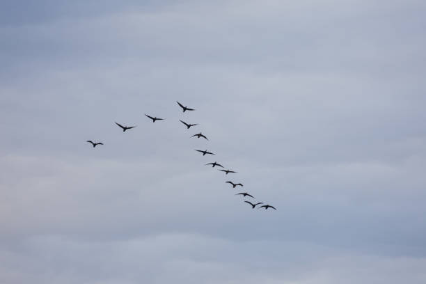 istock Wild geese flying in the blue sky 2205214315