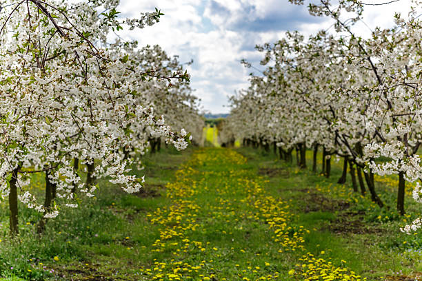 Cherry orchard in spring sunshine.Blue sky with clouds.Blossoming trees in spring in rural scenery with deep blue sky.Beauty world.Beauty of earth.