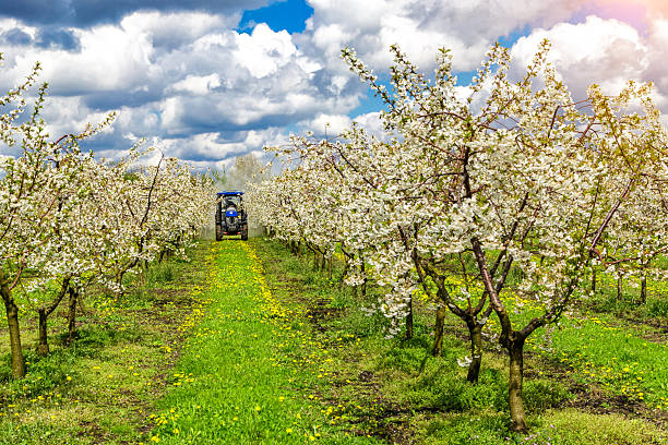 istock Apple fruit tree spraying with a tractor and agricultural machinery in summer.Blossoming trees in spring in rural scenery with deep blue sky.Spraying orchard to protect against disease and insects. 2205215045