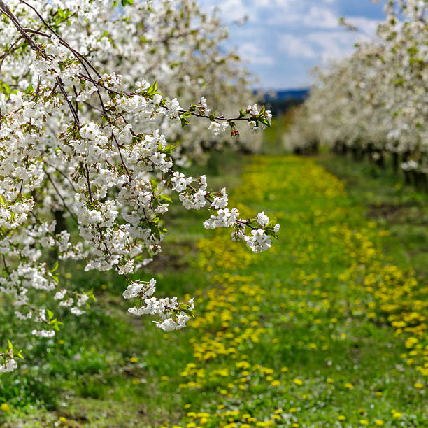 Alley in Apple garden with blossom apple trees taken in Kyiv, Ukraine
