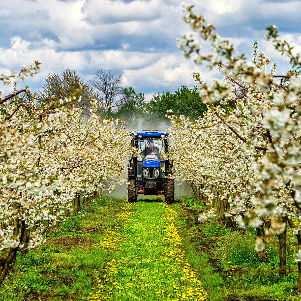 istock Apple fruit tree spraying with a tractor and agricultural machinery in summer.Blossoming trees in spring in rural scenery with deep blue sky.Spraying orchard to protect against disease and insects. 2205215065