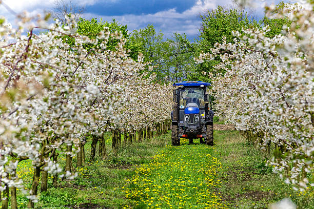 istock Apple fruit tree spraying with a tractor and agricultural machinery in summer.Blossoming trees in spring in rural scenery with deep blue sky.Spraying orchard to protect against disease and insects. 2205215069