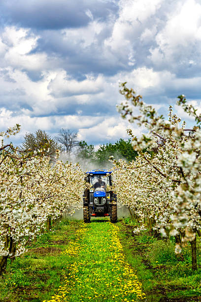 istock Apple fruit tree spraying with a tractor and agricultural machinery in summer.Blossoming trees in spring in rural scenery with deep blue sky.Spraying orchard to protect against disease and insects. 2205215072