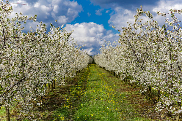 Cherry orchard in spring sunshine.Blue sky with clouds.Blossoming trees in spring in rural scenery with deep blue sky.Beauty world.Beauty of earth.