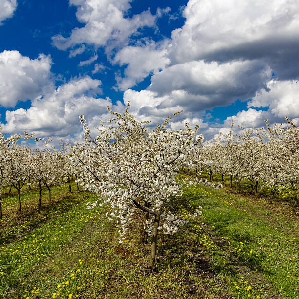Cherry orchard in spring sunshine.Blue sky with clouds.Blossoming trees in spring in rural scenery with deep blue sky.Beauty world.Beauty of earth.