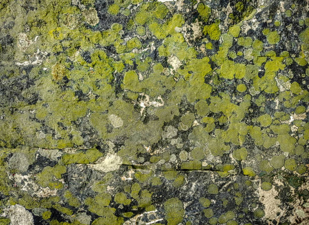 green lichen on a dark grey stone. view from the top