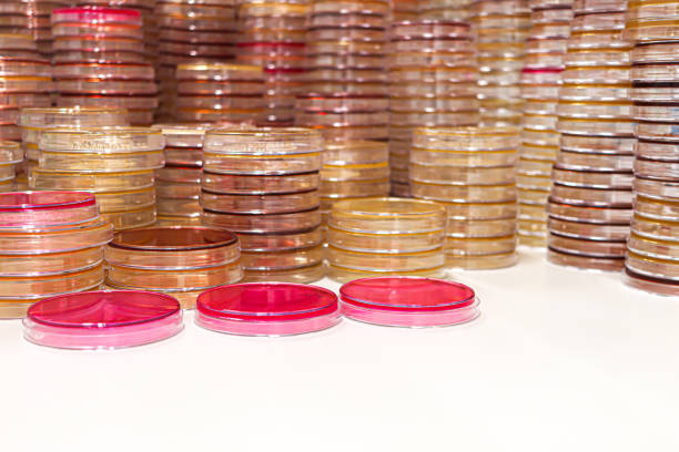 Petri dishes for microbiological culture. Microorganisms and bacteria, pathogens or probiotics
