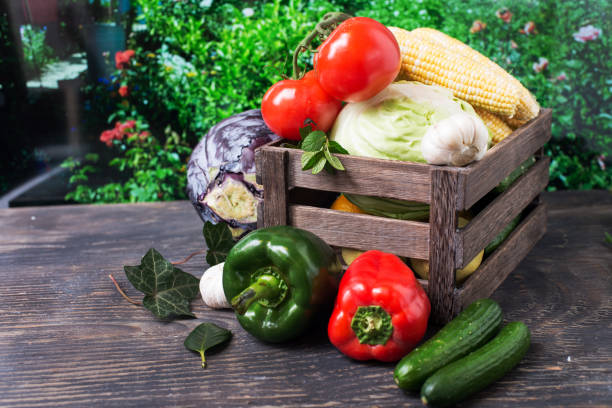 Fresh harvested vegetables. Pepper, tomatoes, cabbage, eggplants, salad, onion and basil in wooden box. Agriculture and gardening concept. Vegetarian or vegan food