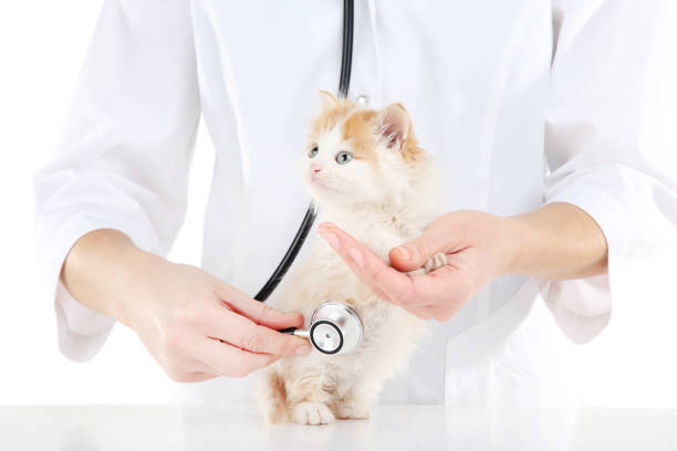 Veterinarian with kitten and stethoscope