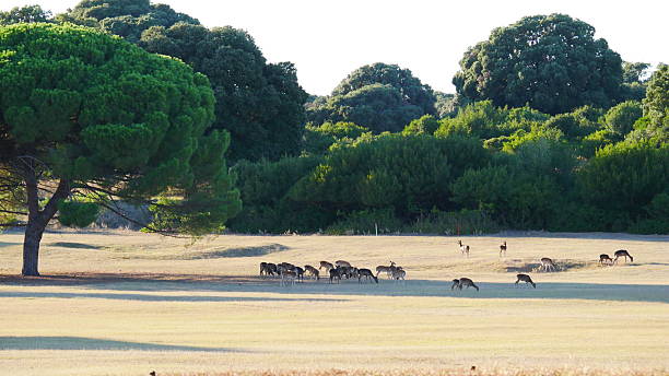 istock Brijuni, Croatia: A herd of deer 2205221627