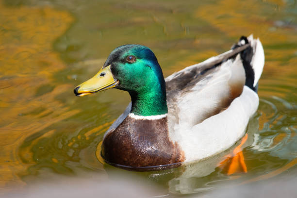 istock mallard drake swims on a beautiful spring lake 2205224256