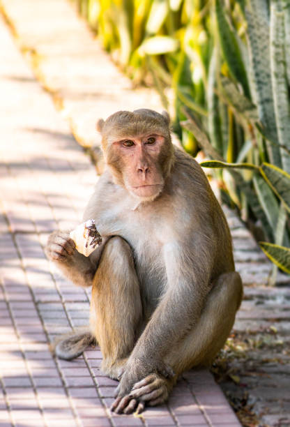 indian monkey steals an ice cream from people in delhi zoo and eating in hot summer.