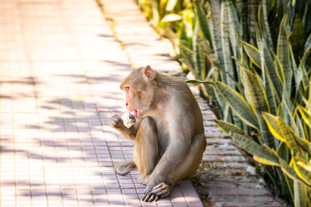 Potrait shot of a Macaque monkey eating banana