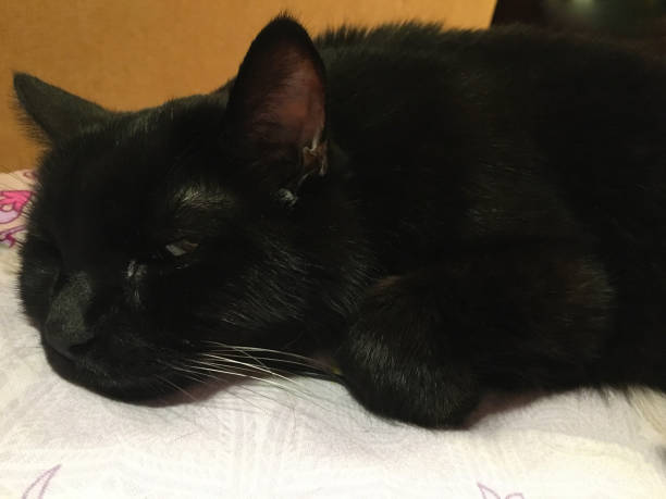 A black cat naps peacefully on a clean, bright white surface in a cozy setting.