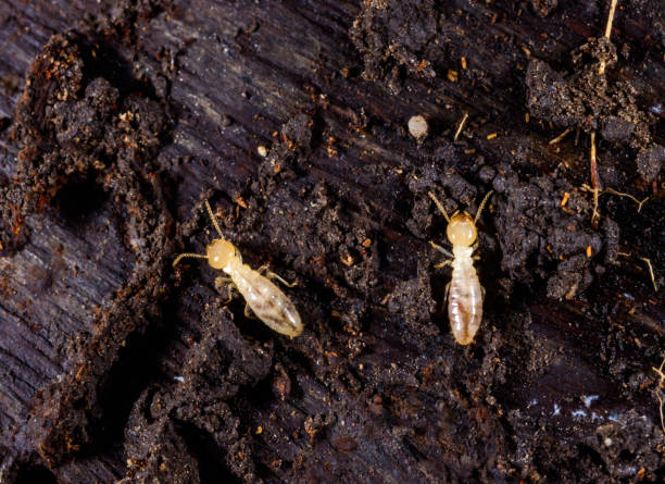 istock Subterranean termites Reticulitermes lucifugus, termites living under rotten wood old tree stump 2205224461