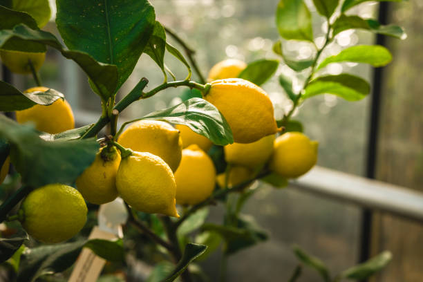 istock Bright yellow lemons hang on a lush lemon tree in a greenhouse during daylight hours 2205224615