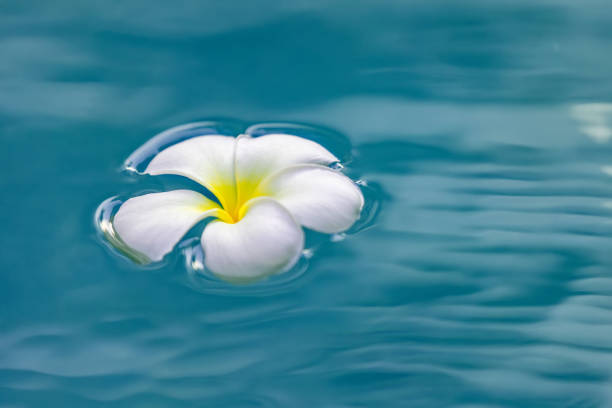 High Angle View Of White Flowering Plant Against Black Background