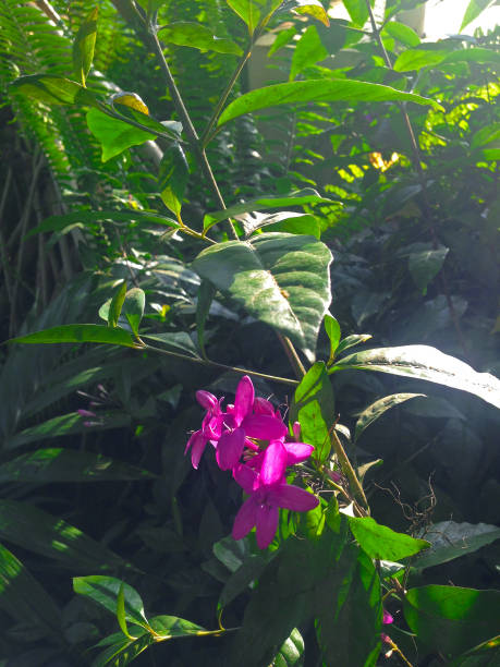 A striking purple flower shines under sunlight, surrounded by a serene natural setting