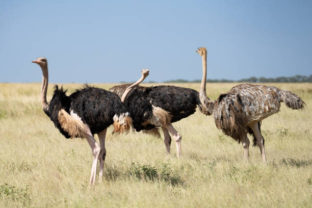 istock Group of ostrich in Tanzania Africa 2205225766