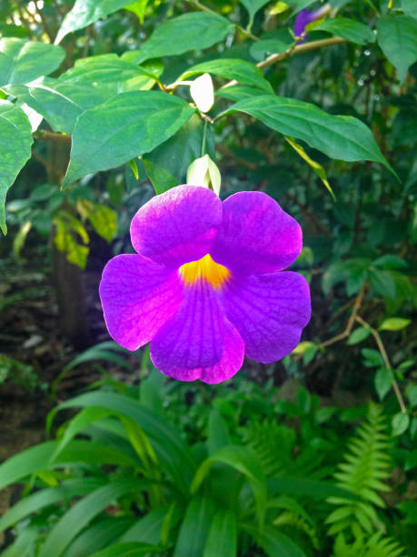 istock Bright purple flower in bloom surrounded by lush green leaves outdoors 2205225780