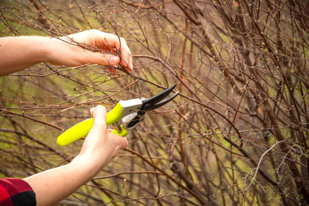 istock A gardener's hands pruning branches with bright yellow-handled shears. Spring garden care, tree maintenance, and plant trimming concept. Close-up shot with natural outdoor background. 2205225850