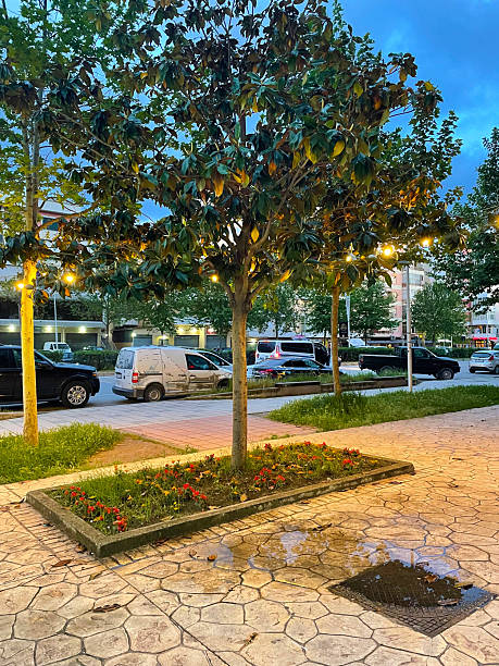 istock Towering tree in urban street surrounded by parked vehicles and pathways 2205226522