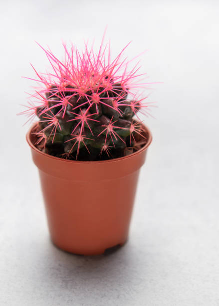 Vibrant pink cactus plant adding a touch of color to a minimalist white setting