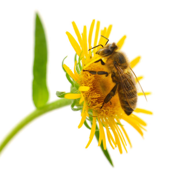 istock Honeybee and yellow flower 2205228972