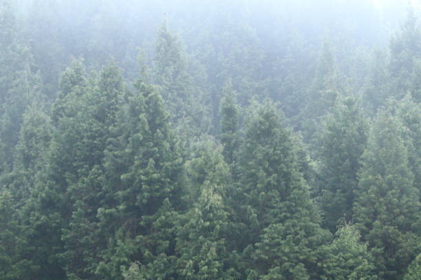 istock Photo of a cloud forest 2205229573