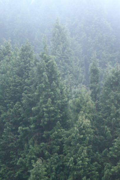 istock Photo of a cloud forest 2205229596